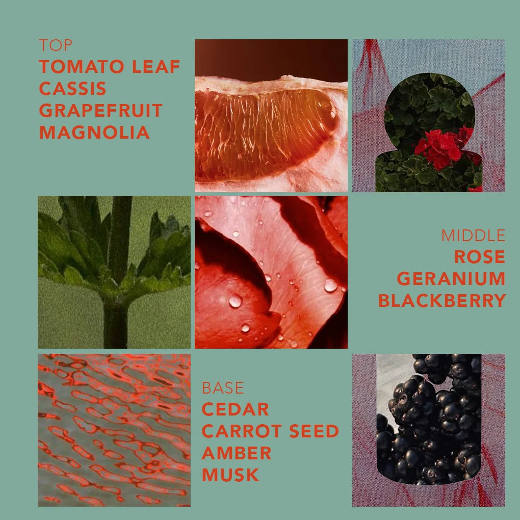 Fazeek | Wave Candle | Tomato Leaf + Amber